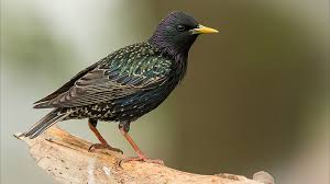 Burung jalak nias bakal buka paruh dan gacor. Burung Jalak Harga Jenis Ciri Ciri Cara Merawat Gambar