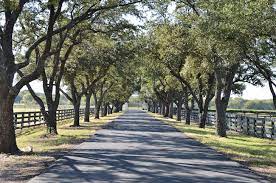 One of my favorite types of designs is to create an allee of trees. How To Line Your Asphalt Driveway Walkway Or Property With Trees