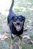 15 Great Rottweiler Mixes: Rottie Mixed Breeds For the Win!