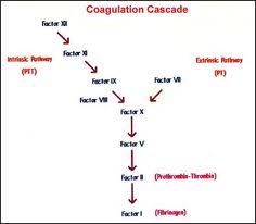 25 Best Coagulation Images Hematology Medical Laboratory