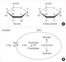 • the glycolytic pathway describes the oxidation of glucose to pyruvate with the generation of atp and nadh. A Structural Comparison Of Glucose And 2 Deoxy D Glucose 2 Dg 2 Dg Download Scientific Diagram