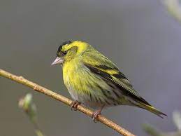 Vihervarpunen Carduelis Spinus Linnut Pet Birds Beautiful Birds Little Birds