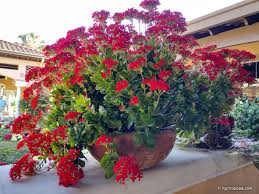 Image result for Kalanchoe hametiorum