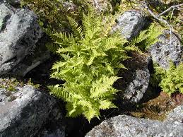Image result for Dryopteris antarctica