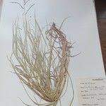 Image result for Digitaria abyssinica