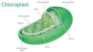 Maybe you would like to learn more about one of these? Chloroplasts Are The Plant Cells That Manufacture Energy Howstuffworks