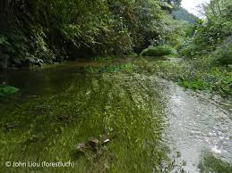 Image result for Potamogeton octandrus