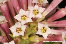 Image result for Cestrum × cultum