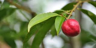 Di indonesia, pokok mahkota dewa digunakan untuk merawat pelbagai jenis. Mencicipi Manfaat Mahkota Dewa Buah Raja Dari Papua