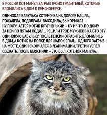 Animals dumb funny lol lm funny moments fun manul mems mem мемы мем лол фан кот котик животные манул манула. Mem 1034602 Mem Meloch A Priyatnaya Ded Makar