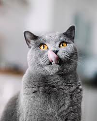 Image result for adorable cat