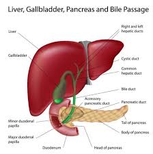 17 Liver And Digestive System Digestive Anatomyd Net In 2020 Fettige Leber Gallenblase Diat Leberversagen