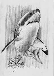 We did not find results for: White Shark Study By Ailtonalmeidaz Pencil Drawing Shark Drawing Great White Shark Drawing Animal Drawings