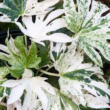 Irrigate an outdoor plant when its top few inches of soil are dry. Fatsia Japoinca Spiders Web Japanese Aralia Evergreen Flowering Outdoor Shrub Ebay