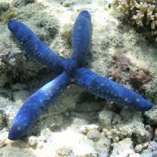 Image result for Lannea virgata