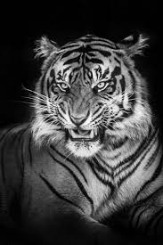 Black And White Tiger Picture 32 Best Black And White Tigers Images On Pinterest White Tigers Big Cats And Wild Animals In 2020 Tiger Photography Animals Big Cats