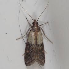 Image result for "plodia interpunctella"