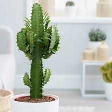 The patch is found just north of the crafting shop. African Milk Tree Euphorbia Trigona Designer Trees Australia