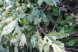 Image result for Girardinia