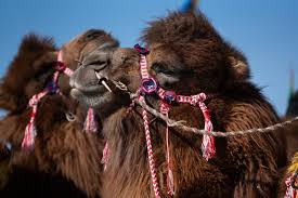 Camels is an exercise for the b2 first use of english set at an upper intermediate level of english. Where Camels Become Beauty Queens Inside Mongolia S Biggest Camel Festival Colorado Public Radio