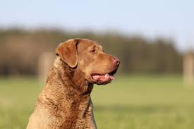 Image result for chesapeake bay retrívr