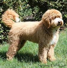 But what is the best option when it comes. Labradoodle Grooming Guide Spring Creek Labradoodles