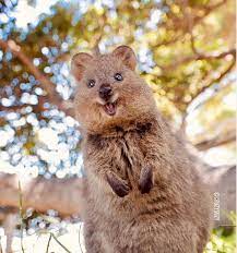 Quokkas Are The Happiest Animals On Earth With Their Extremely Infectious Smile Cute Photos Quokka Animal Happy Animals Cute Animals