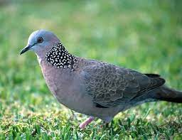 Spotted Dove Life Expectancy