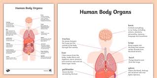 Image result for internal organs