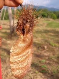 Image result for Centrolobium