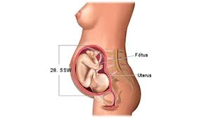 Veränderungen des körpers ab der 24. Entwicklung Embryo Fotus Grossen Tabelle Bilder Hallo Eltern