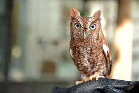 Spring Tree Trimming May Spell Trouble For Owls Frost Science Find images of owl in tree. spring tree trimming may spell trouble