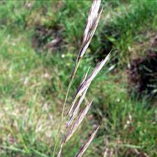 Maybe you would like to learn more about one of these? Brome Erige Bromus Erectus Trespe Phytotheque Herbier Herbarium