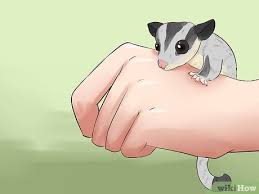 O petauro do açúcar é um marsupial de pequeno porte. Como Cuidar De Um Petauro Do Acucar Com Imagens