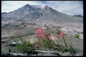 Check spelling or type a new query. Fireweed Growing In Mount St Helens Devastated Area Summer 1985
