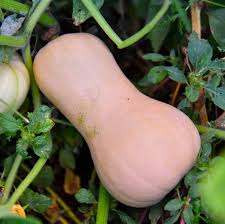 Image result for Cucurbita moschata