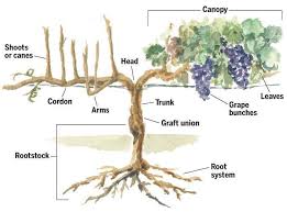 Image result for graft grape vines