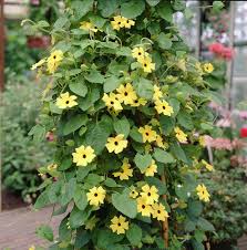 Image result for Thunbergia reticulata