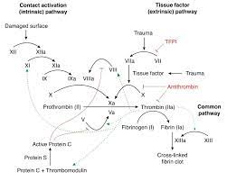 Positive And Negative Feedback Homeostasis Biology Dictionary
