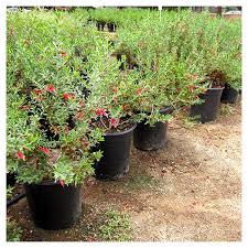 Image result for Geophila erythrocarpa