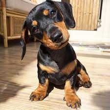 Adorable Black And Tan Dachshund Puppy Adorable Dachshund Puppy Dachshund Puppy Black Black And Tan Dachshund Baby Dachshund