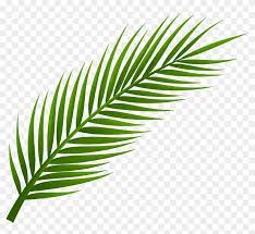 Select a size palm leaf vector. Palm Tree Leaf Png Clip Art Palm Tree Leaf Png Clip Art Free Transparent Png Clipart Images Download