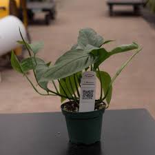 Image result for Monstera