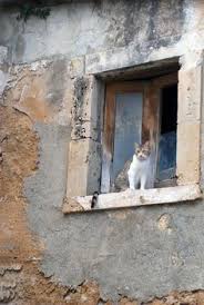 cat in window noto sicily cats cat image crazy cats
