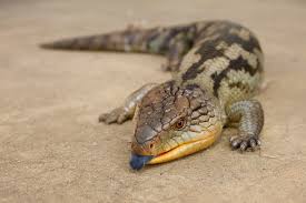 Attēlu rezultāti vaicājumam &ldquo;ngue skink&rdquo;