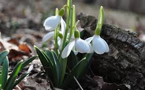 Подснежник борткевича (galanthus bortkewitschianus) — нежнейший весенний цветок, относящийся к семейству амариллисовых. Podsnezhniki Lesnye 60 Foto