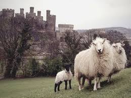Sheep Castle Irish Castles Sheep Famous Castles