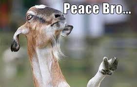 Random quotes hilarious pics privacy policy. The 25 Funniest Moments In Goat History Gallery