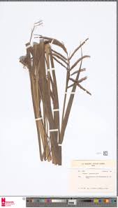Image result for Urochloa dictyoneura