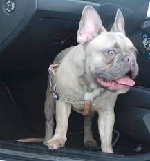 Lilac Fawn French Bulldog Fawn French Bulldog Bulldog Lilac French Bulldog
